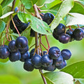Black Chokeberry Tree Live Plant, Berry Bush, 1.5-2 Ft Tall