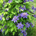 Clematis Vine Plant Live for Planting, Clematis Plants Live, 4 to 6 Inch Tall, 2.5 Inc Pot Well Rooted, Clematis Seeds Perennial, Blue Clematis Double Flower