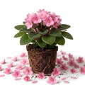 Pink African Violet Plant Live, 4 Inch Pot, Indoor Flowering Plant