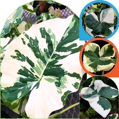 2 White Green Colocasia Live Plants, Alocasia Elephant Ear Live Plant for Growing, 4-6" Tall, Cold Hardy, Indoor Outdoor Planting