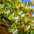 Climbing Honeysuckle Plant, Honeysuckle Plant Live, Fragrant Honeysuckle Plants Vine, Honeysuckle Bushes in 2.5 Inch Pot (Yellow White)
