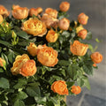 Mini Rose Bush Live Plant in 3.5'' Pot, Miniature Rose Plant Live, 3-5'' Tall, Mini Rose Plant, Live Flower Plant for Office and Home Decoration (Orange)