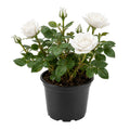 White Mini Rose Plant Live in 4 Inch Pot, Miniature Rose Flower Plant for Indoor Outdoor Garden, Patio and Home Decor, 4-6 Inches