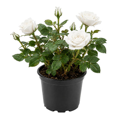 White Mini Rose Plant Live in 4 Inch Pot, Miniature Rose Flower Plant for Indoor Outdoor Garden, Patio and Home Decor, 4-6 Inches