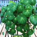 Stephania Cephalantha Bulb, Various Size for Fast Growing Stephania Plant Indoor Outdoor, Erecta Caudex Like, Rare Succulent Houseplant (Small, 2-2.5 Inches Wide)