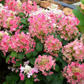 Pink to White Hydrangea Tree, Hydrangea Live Plant, Hydrange Bush in Pot, Well-Rooted Plant, Starter 6-10 Inc