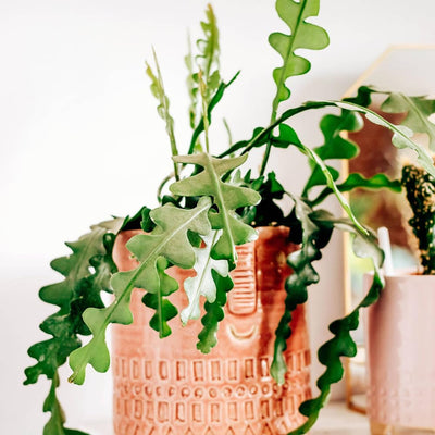Fishbone Cactus Plant Live, Epiphyllum Cactus Live Succulent, in 4" Pot