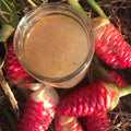 8 Zerumbet Zingiber Shampoo Ginger Roots Rhizomes, Awapuhi Fresh 9 Months Old Roots, Red Ginger Rhizomes Oudoor Planting, Pinecone Lily Ginger Flowers Cold Hardy