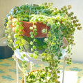 String of Turtles Live Plant, Rare Succulent Houseplant Indoor Home Decoration