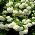 Old Fashion Snowball Viburnum Plant Live in 4 Inc Potted, 6 Inc to 12 Inc Tall, Viburnum Bush Plant Pot