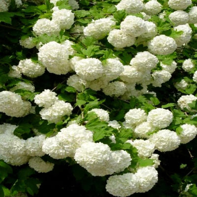 Old Fashion Snowball Viburnum Plant Live in 4 Inc Potted, 6 Inc to 12 Inc Tall, Viburnum Bush Plant Pot