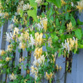 Climbing Honeysuckle Plant, Honeysuckle Plant Live, Fragrant Honeysuckle Plants Vine, Honeysuckle Bushes in 2.5 Inch Pot (Yellow White)