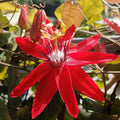 2 Abundant Bloom Red Passion Flower Plants Live, Red Passiflora Live Plant for Trailing, Climbing Trellis Outdoor, 5-9" in Tall, Perennial, Fragrant