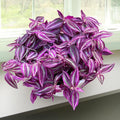 Purple Tradescantia Zebrina Live Plant, Rare Wandering Jew Houseplant with Variegated Foliage, Easy to Grow Indoor Vine, 4” Pot