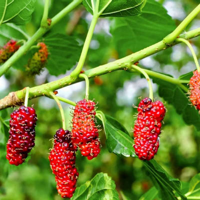 Red Mulberry Plant Live for Planting in Quart Pot, Mulberry Tree Live Plant 8 to 14 Inc Height, Sweet Mulberry Fruits Seedlding Ready to Grow