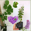 Lilac Bushes Ready to Plant, Dormant Syringa Lilac Tree Live Plant, Springtime Blooms Soft Yellow Color in 4" Pot