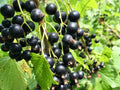 Black Currant Plant Live for Planting, Black Currant Bush Rooted, 1 Year Old Bare Root, Current Berries Ready to Grow
