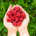 04 Raspberry Plants Live for Planting, Outdoor Spring Fast-Growing, 4-6" Sweet Berry Fruits Seedlings (Red Thornless Raspberry)