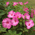 2 Mixed Hibiscus Plants Live 5-9" in Tall, Hardy Hibiscus Tree Live Plant Year-Round Blooming, No Pot, Outdoor Perennial Planting