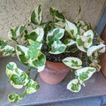 White Pothos Plant, Live Pothos Plant, Variegated Pothos Plant, Pothos Vines Plant 4 Inches Potted House Plant Indoors Live, Indoor House Plant