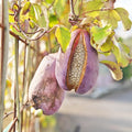 Akebia Quinata Chocolate Vine Perennial Plant Live in 2.5 Inch Pot, Akebia Quinata Vine