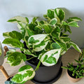 White Pothos Live Plant, Live Pothos Plant, Variegated Pothos Plant Live in 4 Inches Pot, Indoor Live House Plant, House Indoor Plant