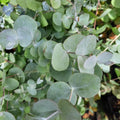 2 Silver Dollar Eucalyptus Live Plants, Live Eucalyptus Plants, Eucalyptus Plants Live, Live Eucalyptus Trees, Live Eucalyptus Plants Indoor