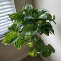 Golden Pothos Live Plant, Live Pothos Plant, Variegated Pothos Plant Live in 4 Inches Pot, Indoor Live House Plant, House Indoor Plant