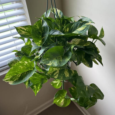 Golden Pothos Live Plant, Live Pothos Plant, Variegated Pothos Plant Live in 4 Inches Pot, Indoor Live House Plant, House Indoor Plant