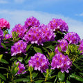 Purple Reblooming Azalea Rhododendron Plant Live in 4 Inch Pot, Azalea Rhododendron Bush Shrub, Bloom in Spring, Late Summer, Fall Rebloom