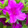 Big 1 Gallon Pink Purple Rhododendron Plants Live, 1-3 Years Old Azalea Plants Live Shrubs Bushes for Planting, Very Well Rooted