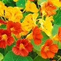 Nasturtium Plants Live 4-6 Inches, 2 Plants per Pot, Live Trailing Flowers for Gardens, Containers, and Borders