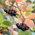 Chokeberry Plants Live, 6-12 Inch Tall, Black Berries Shrubs, Perennial Hardy Chokeberry Fruit Plants, Leafless in Winter