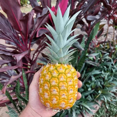 Set of 2 Pineapple Live Plant, Pineapple Gold Fruit Tree Plant, Sweet Fruit, 4-7 Inches Tall for Growing