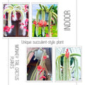 Monkey Tail Cactus Live Succulent, Hanging Trailing Cactus Plant 5-7 Inch Bareroot, No Pot Included