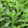 Stevia Plant 4" Pot, Live Stevia Herb Potted for Planting Outdoor Indoor Garden, Well Rooted