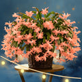 Thanksgiving Cactus Plants Live in 4" Pot, Holiday Christmas Cactus, Colorful Indoor Houseplant, Zygocactus Like, Ready to Bloom (Light Orange or Salmon)