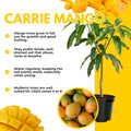 Sweet Mango Tree Live Plant, 10-14" in Tall, Yellow Mango Plant Live for Planting Home Garden, in Pot, Well-Rooted Tropical Fruit Tree