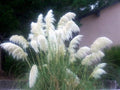 White Pampas Grass Plant Live, 4'' Potted, Perennial Ornamental Pampas Grass Live Plant, 4 to 7 Inc