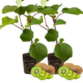 Set 2 Kiwi Plants Live Male, Hardy Kiwi Vine Well Rooted, Kiwi Tree Live Starter Plants, 5-8" Tall