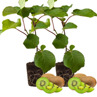 Set 2 Kiwi Plants Live Male, Hardy Kiwi Vine Well Rooted, Kiwi Tree Live Starter Plants, 5-8" Tall