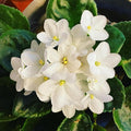 African Violets Plant Live in 4'' Pot, Fast-bloming Indoor Outdoot Flowering Plant with Vibrant Blooms (Blue African Violet)