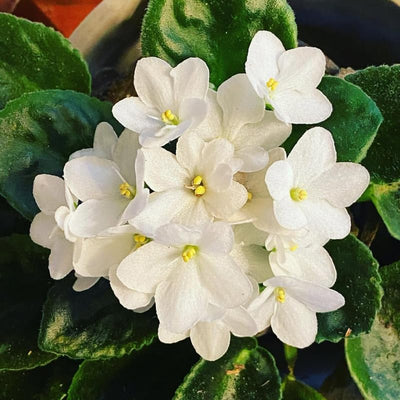 African Violets Plant Live in 4'' Pot, Fast-bloming Indoor Outdoot Flowering Plant with Vibrant Blooms (Blue African Violet)