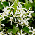 Star Jasmine Vine Plant, Hardy Star Jasmine Plant, 4 to 6 Inch Tall Fragrant Flower Vine Live Plant Indoor Outdoor Garden, Perennial Flower Plants for Growing