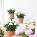 White Mini Rose Plant Live, Miniature Rose Bush in 3.5" Pot, Spring Blooming Mini Rose, 4–5" Tall, Indoor Outdoor Flowering Plant for Home Garden
