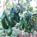 2-3Ft Large Avocado Tree Fruit Live Plant, Grafted Long Neck Avocados Trees Plants in 3 Gallon Pot, Tree Plant, 24-36 Inches in Tall