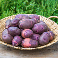 Purple Potato Seeds for Planting Outdoors, 60 Seeds True Potato Seeds Growing Potato Seeds