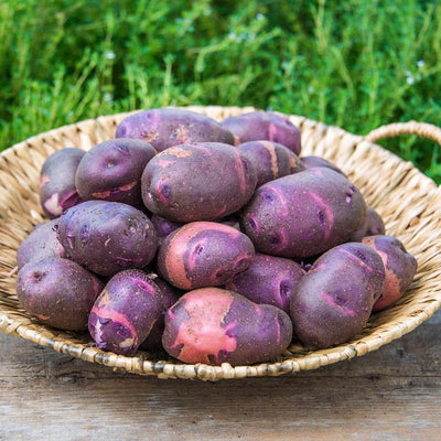 Purple Potato Seeds for Planting Outdoors, 60 Seeds True Potato Seeds Growing Potato Seeds