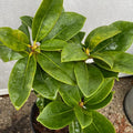 Big 1 Gallon Brilliant Orange-Yellow Rhododendron Plants Live, 1-3 Years Old Azalea Plants Live Shrubs Bushes for Planting, Very Well Rooted