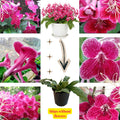 Strawberry Ice Streptocarpus Plant Live, Ladyslipper Primrose Flowering Houseplant in 3.25 Inch Pot, Indoor Blooming Plants for Planting, 4-8 Inches